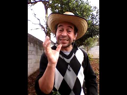 Zambujeiro Enxertado na Oliveira (2 edição)