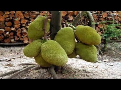 WOW! Amazing Agriculture Technology Jackfruit -2017