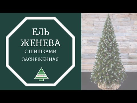Триумф ель Женева с шишками 215 см заснеженная - Видео 1