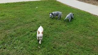 Video preview image #1 Australian Stumpy Tail Cattle Dog Puppy For Sale in APLINGTON, IA, USA