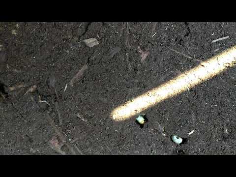 Termites Found in Mulch Bed in Red Bank, NJ