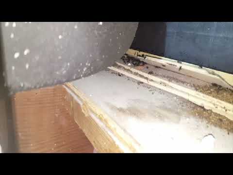 Carpenter Ants Nest Underneath a Bathtub in Ocean Township, NJ