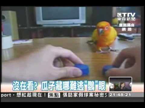 瓜子藏哪 難逃"鸚"眼