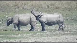 Download lagu Mating Behavior of Indian Rhinos mp3