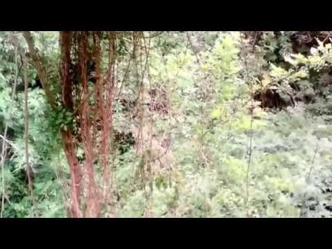 Filmat in JUNGLA de pe valea ZELETINULUI, COLONESTI -  BACAU