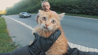 Biker saves a kitten stranded in the middle of the highway