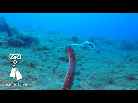 Holothuria (Holothuria) tubulosa