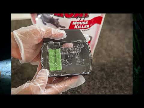 image-How long should I leave a rat trap out?
