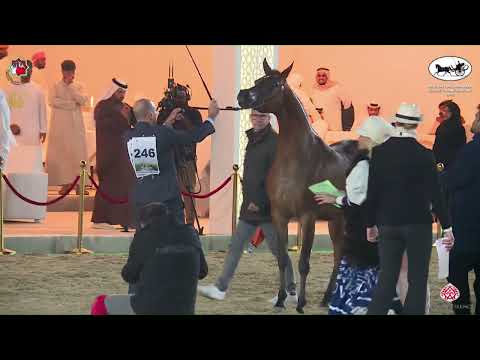 N.246 AJ DEBAJA - Al Dhafrah Arabian Horse Championship 2023 - Mares 7+ Years Old (Class 5B).mp4