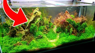 How To Get CRYSTAL CLEAR Aquarium Water - No More Cloudy Water!