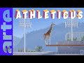 Le Plongeon Athleticus ARTE