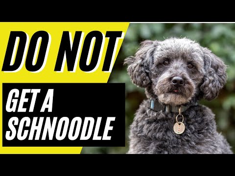 Schnoodle Dog Rescue