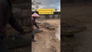 Download lagu Farming crocodile with water splash and electric shock ⚡️⚡️ #crocodilefarm #animalshorts mp3