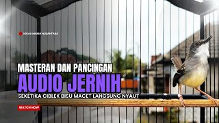 Download lagu Burung Ciblek SEMI Gacor NGEBREN Untuk Pancingan Ciblek dan MASTERAN BURUNG Kesayangan Anda mp3 Download lagu Burung Ciblek SEMI Gacor NGEBREN Untuk Pancingan Ciblek dan MASTERAN BURUNG Kesayangan Anda mp3