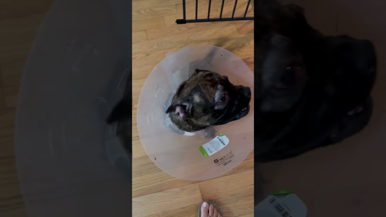 Enlarge Winter, a Adopted French Bulldog in Worcester, MA video 5/5