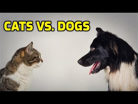 10 Science-Backed Reasons Cats Are Better Than Dogs