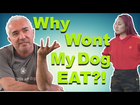 How To Properly Feed Your Dog with Cesar Millan (feat. Lizzy Capri)