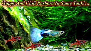 Can We Keep Guppy Fish And Chili Rasbora Fish In Same Tank?... Communal Or Not / Fish Aquarium Tamil
