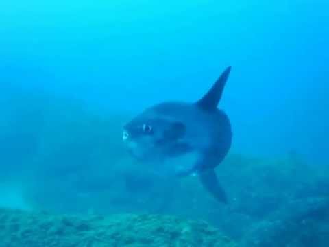 Mola mola - Corvo, Isola del Giglio