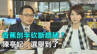 香蕉剖半砍斷餵豬？陳亭妃：選舉到了