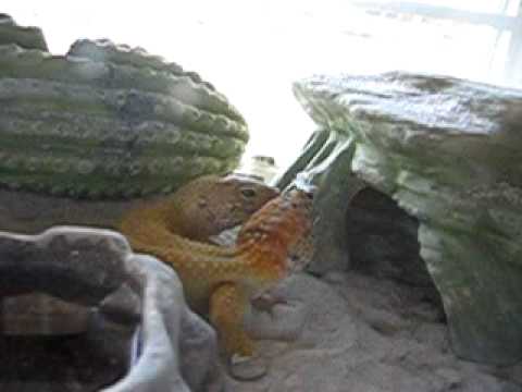 YouTube Video S9y80X9UPSc