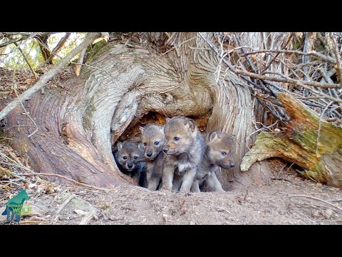 Wolf pup wobbles, first howls, and mama wolf calls