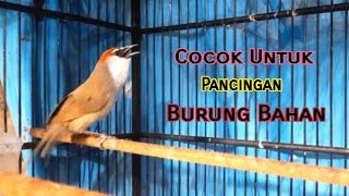 Download lagu Kaso-Kaso GACOR Cocok Untuk Pancingan Burung Bahan Anda mp3