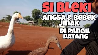 Download lagu angsa dan bebek jinak,, di pangil datang @masaricitayam9690 mp3