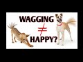 Dog Tail Wags Explained by Science // Dog Body Language