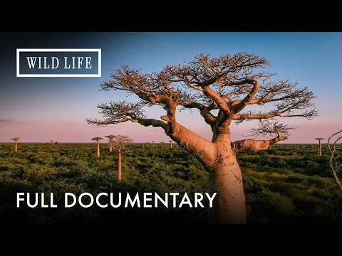 Baobab: The World’s Largest Flowering Plant | The Upside Down Tree | Full Documentary