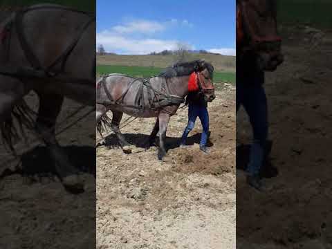 Iapa lui Pompei de la Breaza