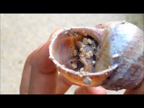 Ants in a Dead Snail!