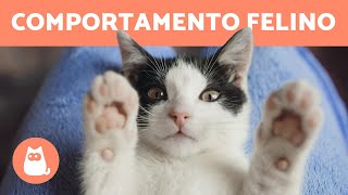 COMPORTAMENTO DOS GATOS: 5 fatos para entendê-los