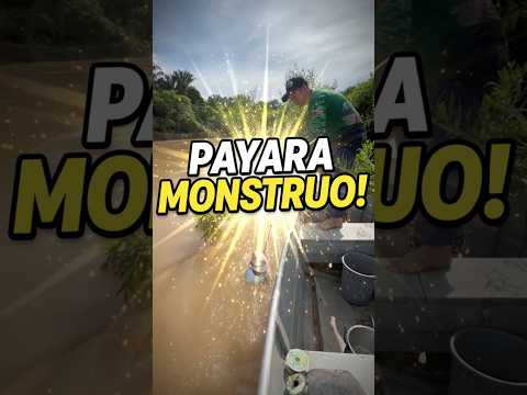 Pesca de una payara monstruo!  #shorts #pesca #colombia