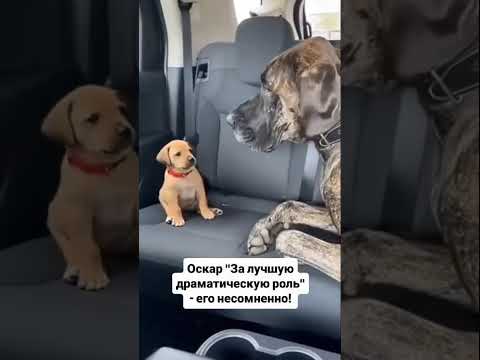Читай описание ⬇️