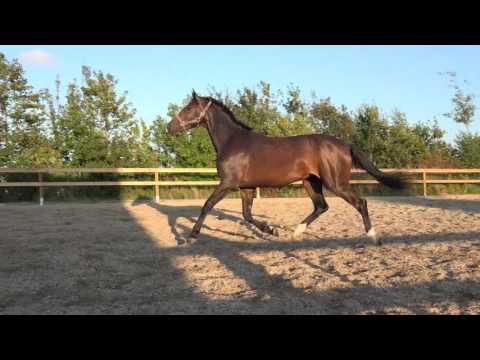 Stella by Sezuan/Blue Hors Hotline - August 2016