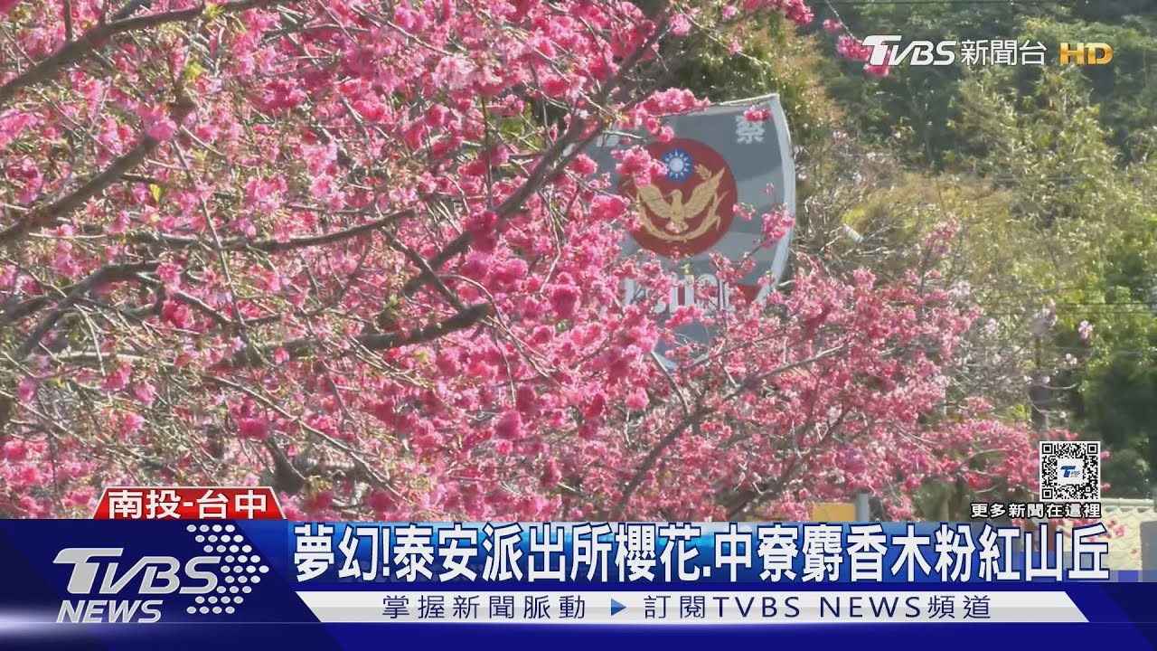 夢幻! 泰安派出所櫻花、中寮麝香木粉紅山丘