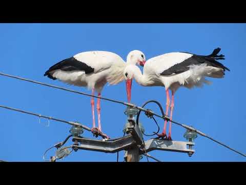 Störche in Ebenweiler leben gefährlich? April 2022