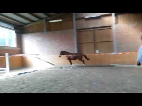 Hengst Diamant de Revel_1