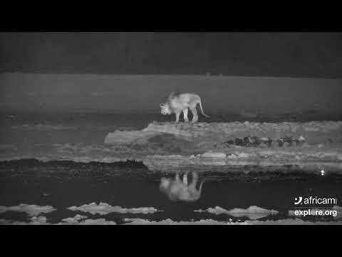 Lions: Lenyaio and Mathata, TAU Waterhole. Oct 04 2020