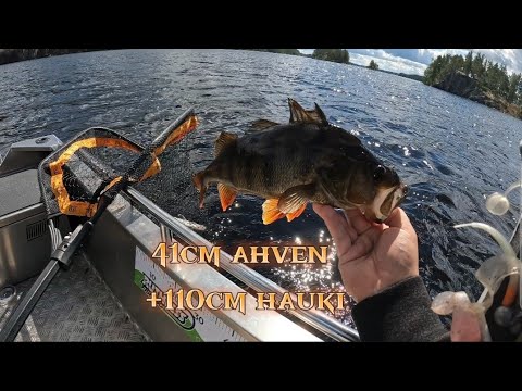 Jättihauki iski viimein! Hieno aamu järvellä ja paljon tapahtumaa!