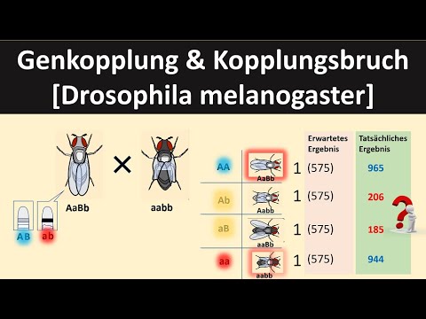 Gene linkage/linkage breakage [Drosophila] - [Biology, Genetics, Advanced Level]