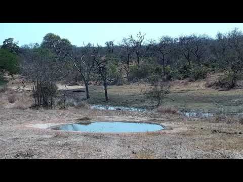 Djuma: Nyala female, Impala female and Dwarf Mongoose - 10:21 - 08/31/21