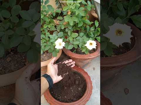 🤫Which fertilizer to put in phol plants || Best fertilizer for flowering plants