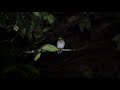 LUZON BOOBOOK OR LUZON HAWK OWL LIPTONG WOODLAND
