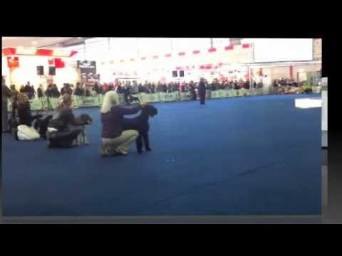 Aurora Von Ambassador (12 months) BOB Dortmund 16-10-2011