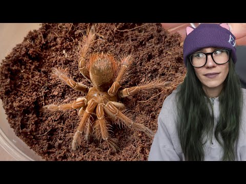 DOUBLE Goliath Bird Eating Tarantula Rehousings!.. Adult Female T stirmi & Juvenile T apophysis