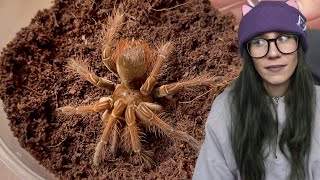 DOUBLE Goliath Bird Eating Tarantula Rehousings!.. Adult Female T stirmi & Juvenile T apophysis