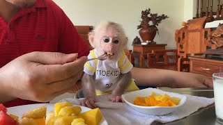 Bibi Monkey Eats Tropical Fruit with Dad