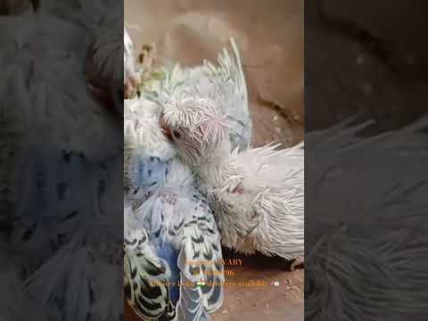 Hand feed team JP budgies 9748889196 #youtubeshorts #birds #reels #vairalvideo #birdslover
